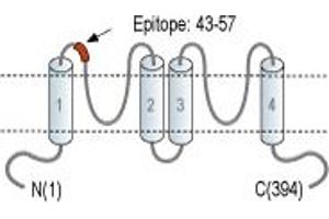 anti-Potassium Channel Subfamily K Member 15 (KCNK15) (1st Extracellular Loop), (AA 43-57) antibody