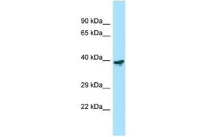 Western Blotting (WB) image for anti-LY6/PLAUR Domain Containing 3 (LYPD3) (C-Term) antibody (ABIN2790217) (LYPD3 抗体  (C-Term))