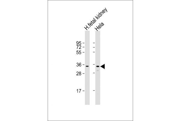 UPP1 antibody  (AA 205-237)