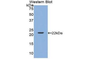 Western Blotting (WB) image for anti-Vascular Endothelial Growth Factor A (VEGFA) antibody (FITC) (ABIN1172441)