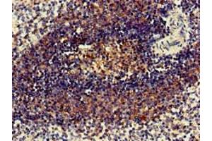 Immunohistochemistry of paraffin-embedded human spleen tissue using ABIN7158646 at dilution of 1:100 (BC055111 抗体  (AA 1-418))