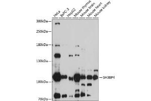 Western blot analysis of extracts of various cell lines, using SH3BP4 antibody (ABIN7270278) at 1:1000 dilution. (SH3BP4 抗体  (AA 784-963))