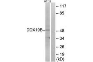 Western blot analysis of extracts from HT-29 cells, using DDX19B Antibody. (DDX19B 抗体  (AA 1-50))