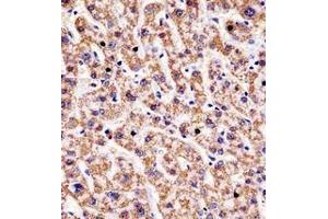 Immunohistochemistry analysis in formalin fixed and paraffin embedded human liver tissue reacted with HYAL1 / Hyaluronidase-1 Antibody (C-term) followed by peroxidase conjugation of the secondary antibody and DAB staining.