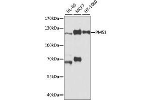 Western blot analysis of extracts of various cell lines, using PMS1 antibody (ABIN3023147, ABIN3023148, ABIN3023149 and ABIN6219412) at 1:1000 dilution. (PMS1 抗体  (AA 405-619))