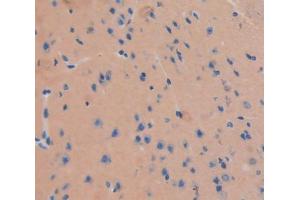 Used in DAB staining on fromalin fixed paraffin- embedded Kidney tissue (CNTN2 抗体  (AA 802-1008))