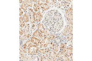 Immunohistochemical analysis of paraffin-embedded Human kidney tissue using (ABIN6243675 and ABIN6577401) performed on the Leica® BOND RXm.