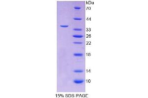 SDS-PAGE (SDS) image for Follistatin-Like 1 (FSTL1) (AA 21-308) protein (His tag) (ABIN3209962) (FSTL1 Protein (AA 21-308) (His tag))
