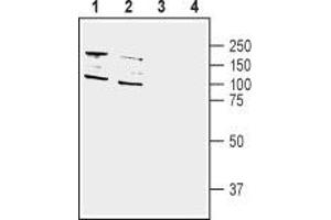 Western blot analysis of human SH-SY5Y neuroblastoma (lane 1 and 3) and human HT-29 colon adenocarcinoma (lanes 2 and 4) cell line lysate: - 1,2. (DPP10 抗体  (C-Term, Extracellular))
