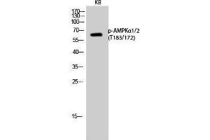 Western Blotting (WB) image for anti-AMPK1/AMPK2 (pThr172), (pThr183) antibody (ABIN3173192) (PRKAA1/PRKAA2 抗体  (pThr172, pThr183))
