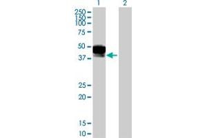 Western Blot analysis of DCN expression in transfected 293T cell line by DCN MaxPab polyclonal antibody. (Decorin 抗体  (AA 1-359))