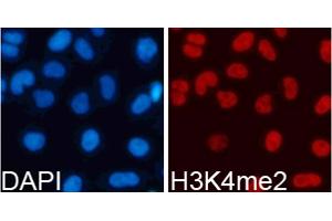 Immunofluorescence analysis of 293T cells using Dimethyl-Histone H3-K4 antibody (ABIN5969803). (Histone 3 抗体  (H3K4me2))