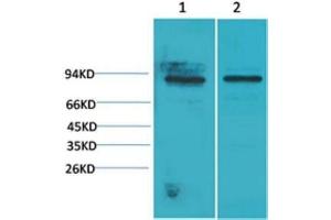 Western Blot (WB) analysis of 1) Mouse Heart Tissue, 2)Rat Heart Tissue with STAT5a Rabbit Polyclonal Antibody diluted at 1:2000. (STAT5A 抗体)