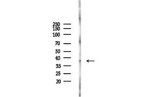 Western blot analysis of lysates from Mouse brain, using CL Antibody at 1/1000 dilution.