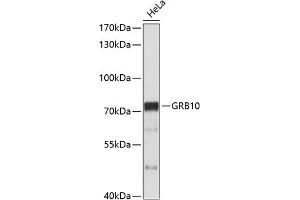 Western blot analysis of extracts of HeLa cells, using GRB10 antibody (ABIN3015267, ABIN3015268, ABIN5663731 and ABIN6213912) at 1:1000 dilution. (GRB10 抗体  (AA 1-100))