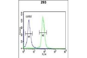 STK40 Antibody ( C-term ) (ABIN652973 and ABIN2842617) flow cytometric analysis of 293 cells (right histogram) compared to a negative control cell (left histogram). (STK40 抗体  (C-Term))