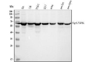 Western blot analysis of Hsp60 using anti-Hsp60 antibody (ABIN3043854). (HSPD1 抗体  (AA 260-496))