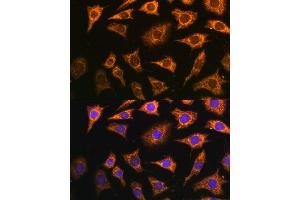 Immunofluorescence analysis of L929 cells using PDH Polyclonal Antibody (ABIN7269770) at dilution of 1:100 (40x lens). (PDHA2 抗体  (AA 230-391))
