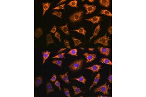 Immunofluorescence analysis of L929 cells using PDH Polyclonal Antibody (ABIN7269770) at dilution of 1:100 (40x lens).