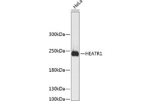 Western blot analysis of extracts of HeLa cells, using HE antibody  at 1:3000 dilution. (HEATR1 抗体  (AA 1-120))