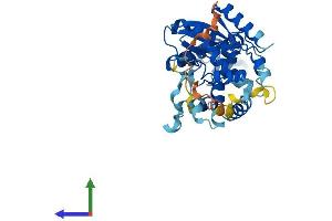 Protein Structure (PS) image for Cytosolic Thiouridylase Subunit 1 Homolog (CTU1) (AA 1-348) protein (His tag) (ABIN7546849)
