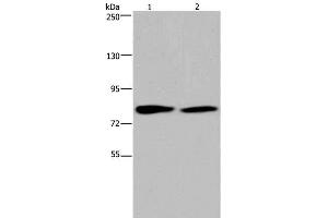 Western Blot analysis of K562 and 293T cell using TXLNA Polyclonal Antibody at dilution of 1:350 (alpha Taxilin 抗体)