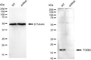 Western blotting analysis using TCEB2 antibody (ABIN7800584).