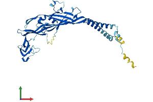 AlphaFold protein structure predicition of Mouse Recombinant P2rx4 Protein, UniprotID Q9JJX6