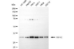 Western blotting analysis using PPP4C antibody (ABIN7800027). (PPP4C 抗体)