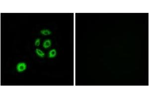Immunofluorescence analysis of A549 cells, using FBLN2 Antibody. (FBLN2 抗体  (AA 241-290))