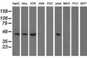 Western blot analysis of extracts (35 µg) from 9 different cell lines by using anti-PAICS monoclonal antibody. (PAICS 抗体)