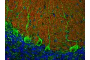 Indirect immunofluorescence labeling of a PFA fixed mouse cerebellum section with anti-piccolo (dilution 1 : 200; red) and rabbit anti-Sec22b (cat. (Piccolo 抗体  (AA 2011-2350))