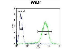 CHCHD2 Antibody (Center) flow cytometric analysis of WiDr cells (right histogram) compared to a negative control cell (left histogram). (CHCHD2 抗体  (Middle Region))