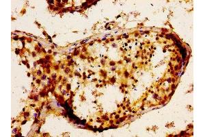 Immunohistochemistry of paraffin-embedded human testis tissue using ABIN7152789 at dilution of 1:100 (FGF17 抗体  (AA 23-216))
