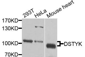 Western blot analysis of extracts of various cells, using DSTYK antibody. (DSTYK 抗体)