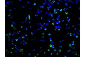 Immunofluorescence (IF) image for anti-Programmed Cell Death 1 Ligand 2 (PDCD1LG2) (AA 21-118) antibody (ABIN7164680)