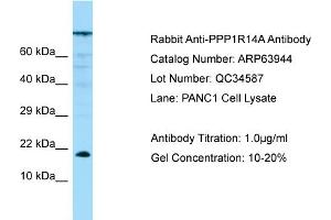 Western Blotting (WB) image for anti-Protein Phosphatase 1, Regulatory (Inhibitor) Subunit 14A (PPP1R14A) (N-Term) antibody (ABIN971446) (CPI-17 抗体  (N-Term))