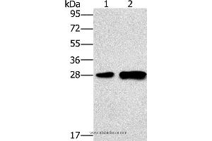 Western blot analysis of Mouse liver tissue and 231 cell, using LY96 Polyclonal Antibody at dilution of 1:500 (LY96 抗体)