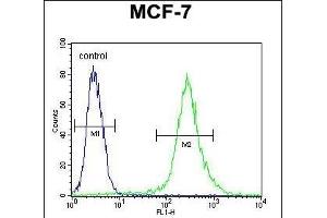 RPS24 Antibody (Center) (ABIN653681 and ABIN2843008) flow cytometric analysis of MCF-7 cells (right histogram) compared to a negative control cell (left histogram). (RPS24 抗体  (AA 65-93))