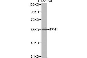 Western blot analysis of extracts of THP-1 cell lines, using TPH1 antibody. (Tryptophan Hydroxylase 1 抗体  (AA 345-444))