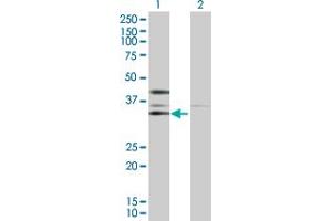 Western Blot analysis of CSNK2A2 expression in transfected 293T cell line by CSNK2A2 MaxPab polyclonal antibody.