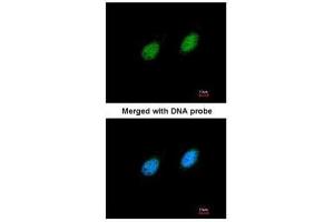 ICC/IF Image Immunofluorescence analysis of paraformaldehyde-fixed HeLa, using serine/threonine kinase 40, antibody at 1:200 dilution. (STK40 抗体)
