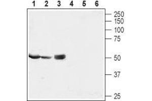 Western blot analysis of rat testis (lanes 1 and 4) and kidney lysates (lanes 2 and 5) and heart membrane (lanes 3 and 6): - 1-3. (MRS2 抗体  (Mitochondrial Matrix, N-Term))