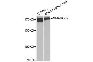Western blot analysis of extracts of various cell lines, using SMARCC2 antibody. (SMARCC2 抗体)