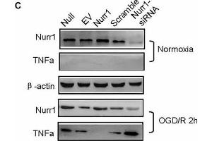 Western Blotting (WB) image for anti-Actin, beta (ACTB) antibody (ABIN3020544)