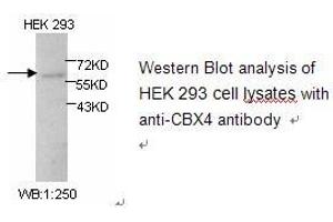 Image no. 1 for anti-Chromobox Homolog 4 (CBX4) antibody (ABIN1502233) (CBX4 抗体)