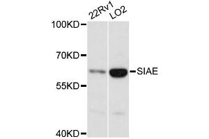 Western blot analysis of extracts of various cell lines, using SIAE antibody (ABIN6293758) at 1:3000 dilution. (SIAE 抗体)