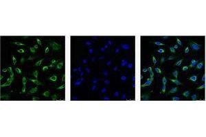 Immunofluorescence (IF) analysis of HeLa with antibody (Left) and DAPI (Right) diluted at 1:100. (Peroxiredoxin 1 抗体)