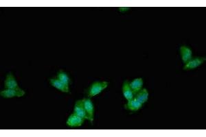 Immunofluorescent analysis of HepG2 cells using ABIN7163001 at dilution of 1:100 and Alexa Fluor 488-congugated AffiniPure Goat Anti-Rabbit IgG(H+L) (PEX1 抗体  (AA 927-1283))