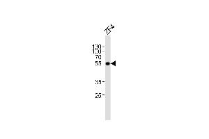 Western blot analysis of lysate from ZF4 cell line, using (DANRE) ankrd13c Antibody (C-term) Azb18714c. (ANKRD13C 抗体  (AA 475-508))